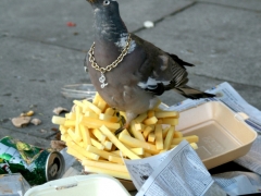 07homey_pigeon_crop_sz