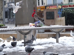 08pigeon_english_by_filthy_luker_UK