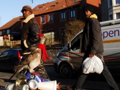 homeless_pigeon_sz
