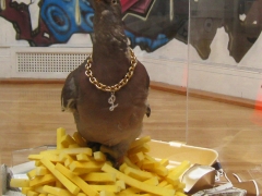 homeypigeon-front-sz