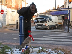 pigeon1sz