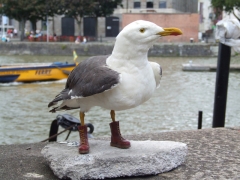 sea-gull-front