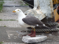 sea-gull-side