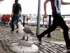 stephen-seagull-at-large