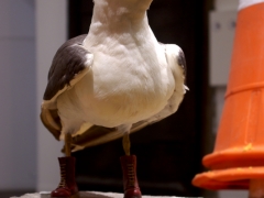 steven-seagull-sz